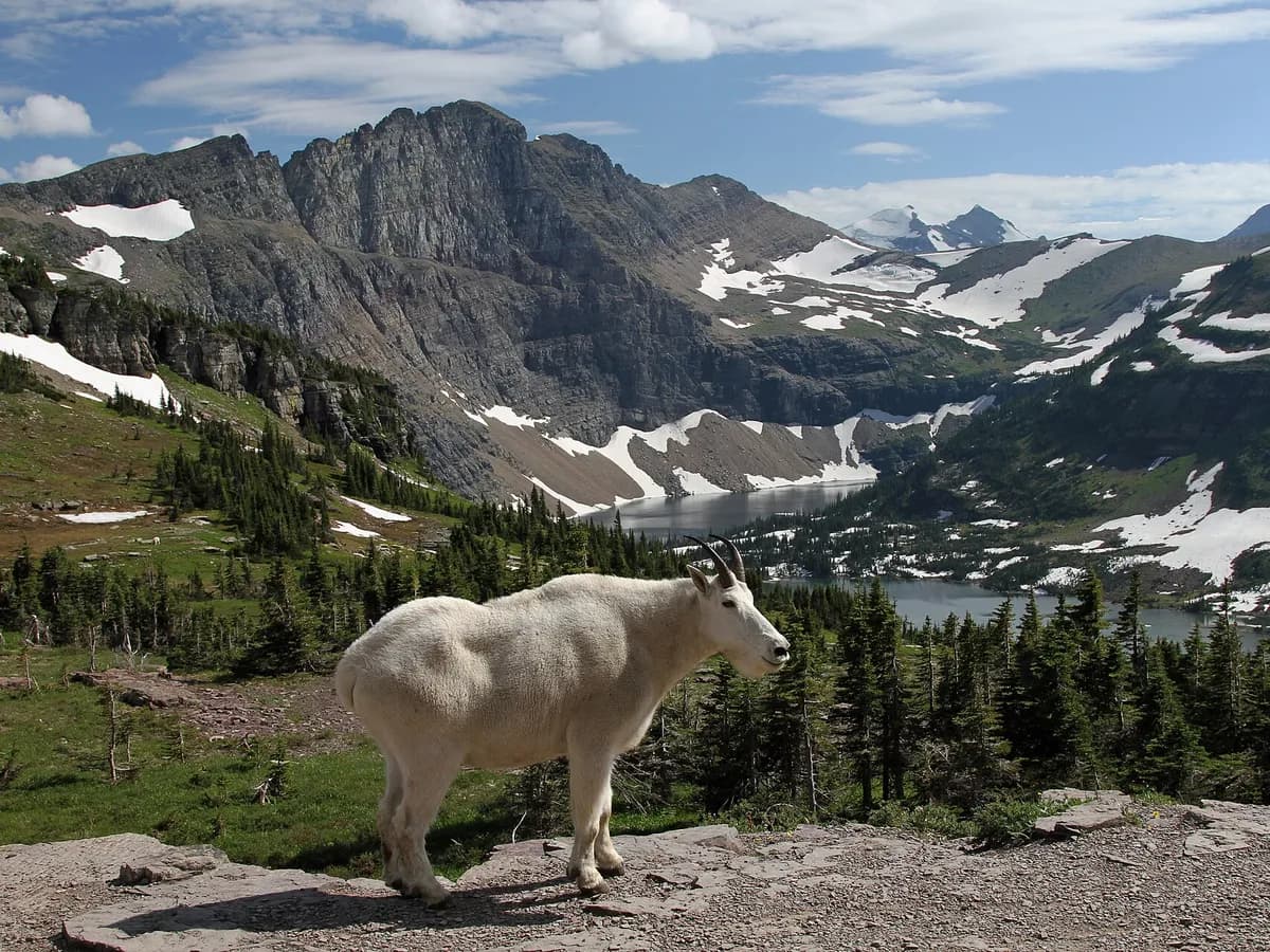 Montana, Montana