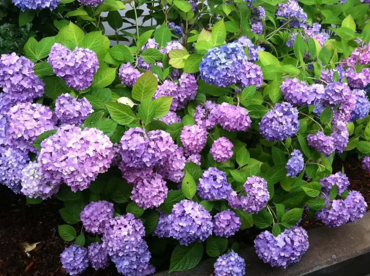 a bunch of purple flowers in the garden at Captain Farris House in South Yarmouth