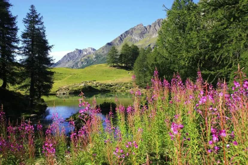 a field of purple flowers next to a lake at Crowne Plaza Anchorage-Midtown by IHG in Anchorage
