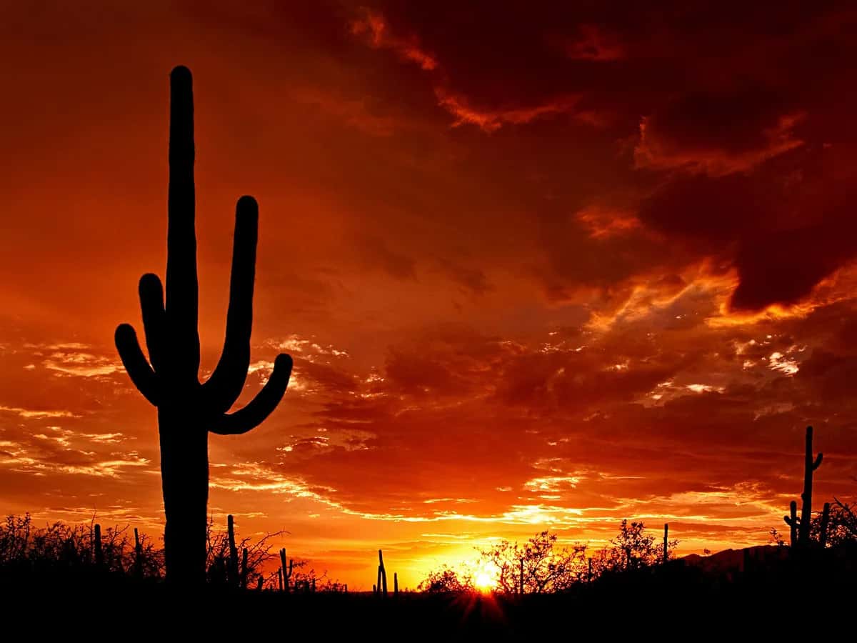 Saguaro cacti at sunset in Saguaro National Park near Tucson