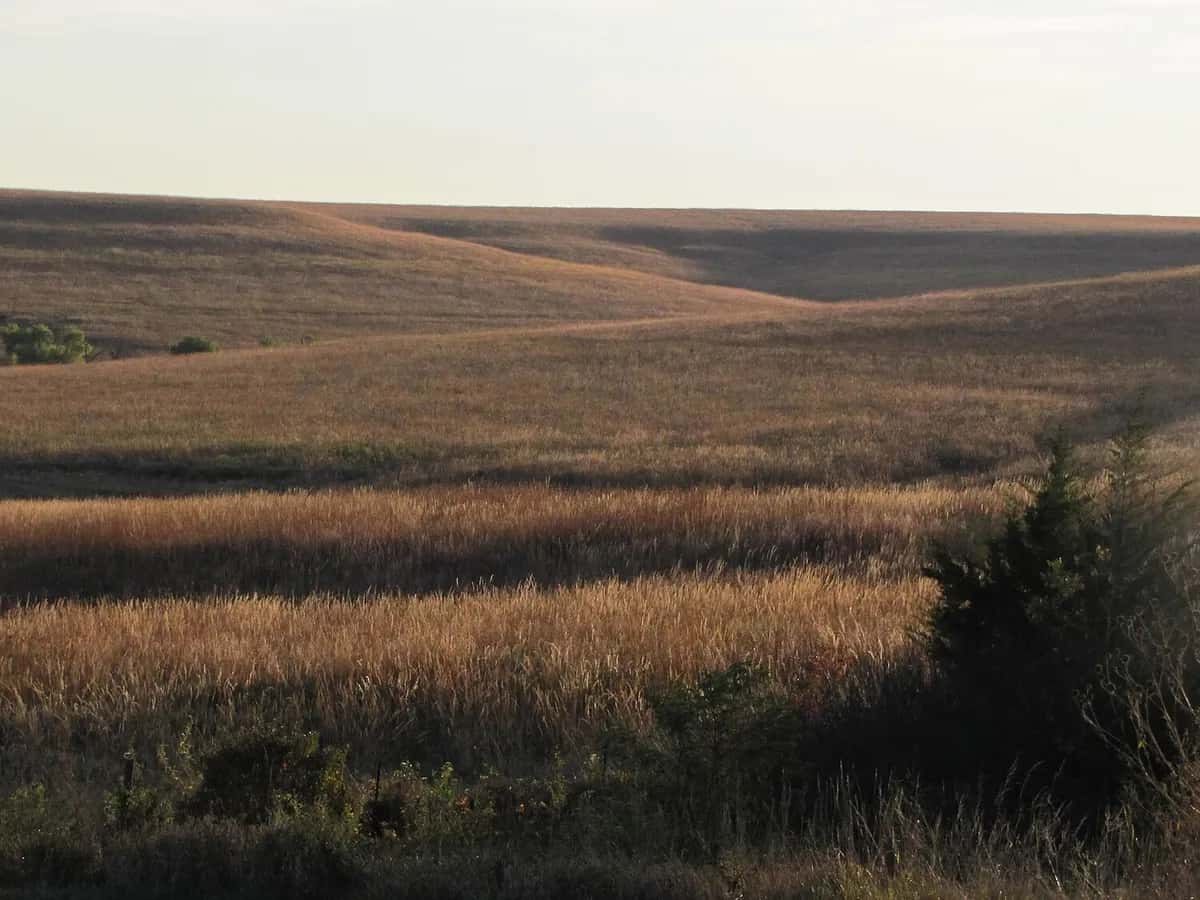 Tallgrass prairie in the Flint Hills of Kansas