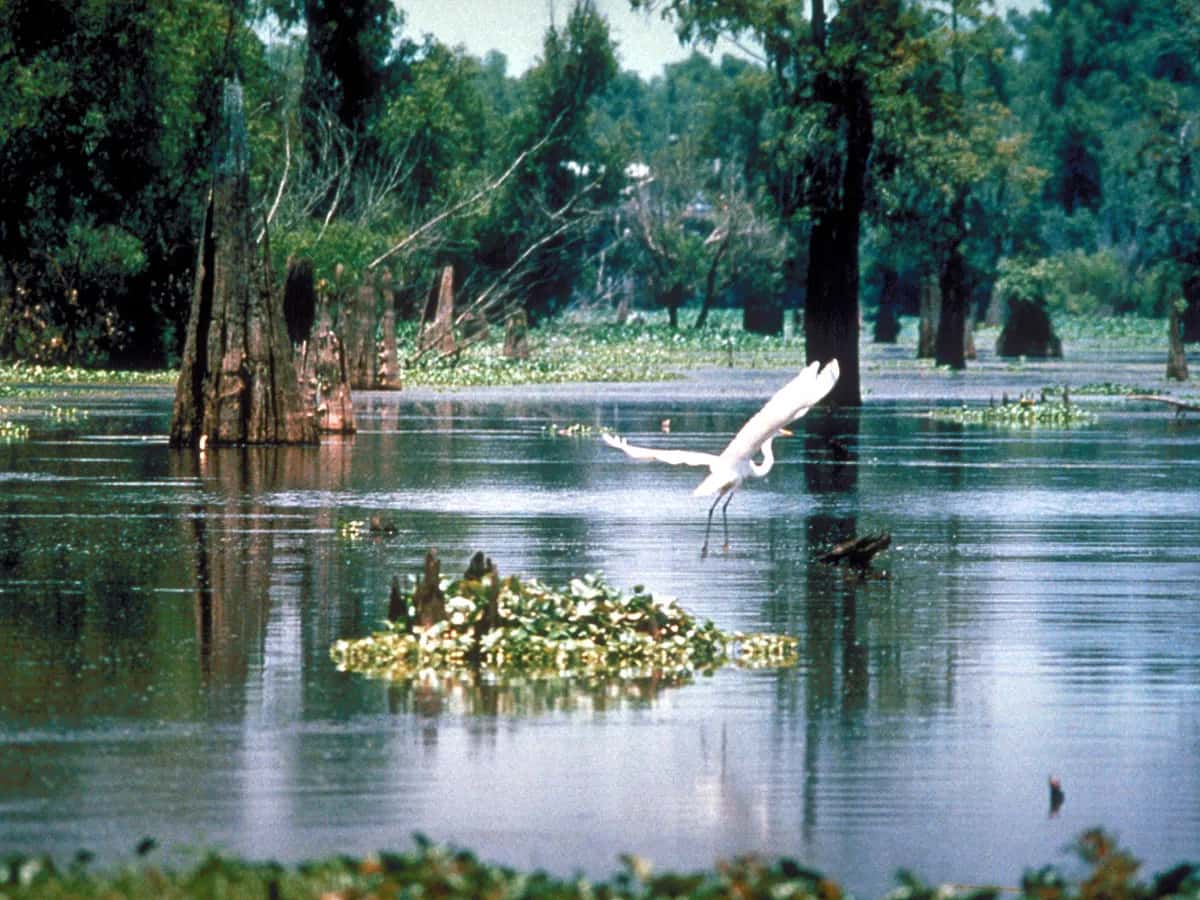 Cypress trees and still water in the Atchafalaya Basin swamp