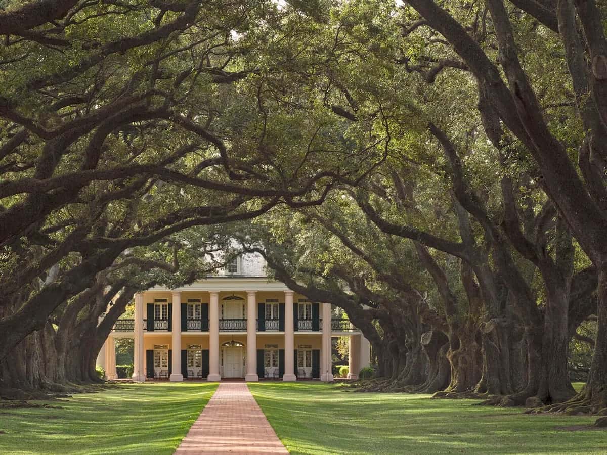 Avenue of live oaks leading to Oak Alley Plantation on the Mississippi River