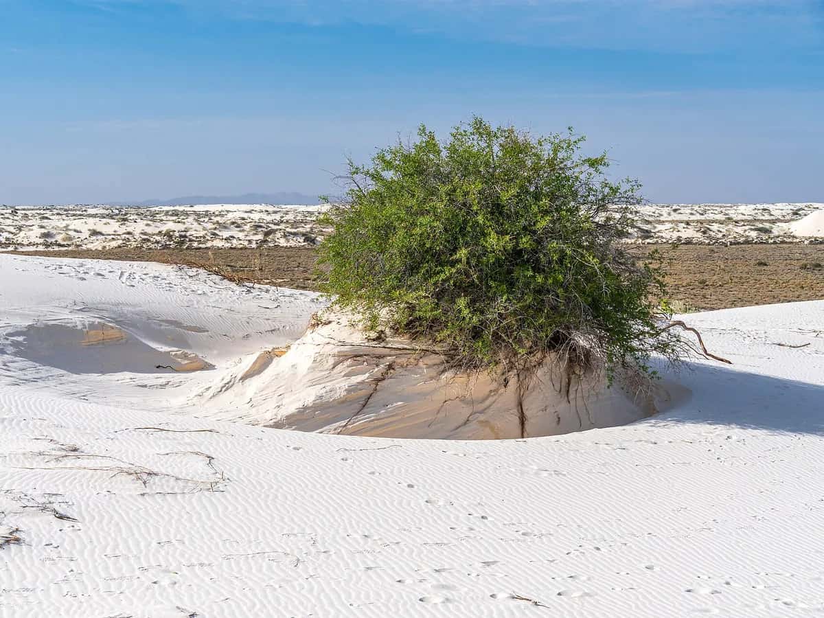 White gypsum dunes of White Sands National Park under a blue sky