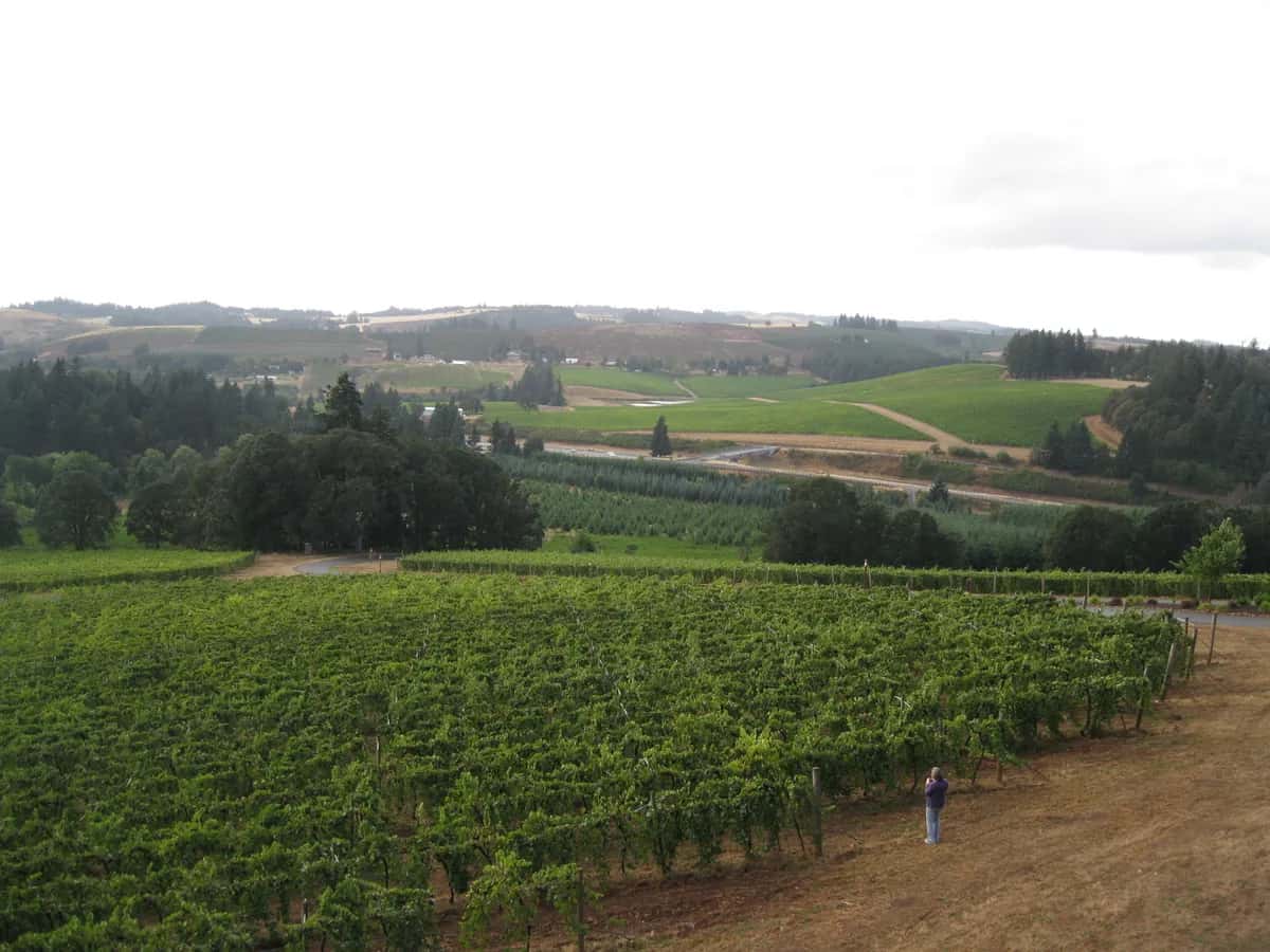 Vineyard rows in Oregon's Willamette Valley